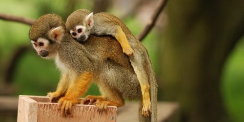 squirrel monkey facts 