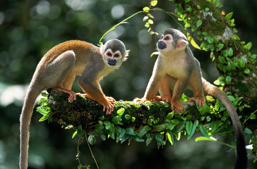 Squirrel Monkey Facts | A Flying Monkey