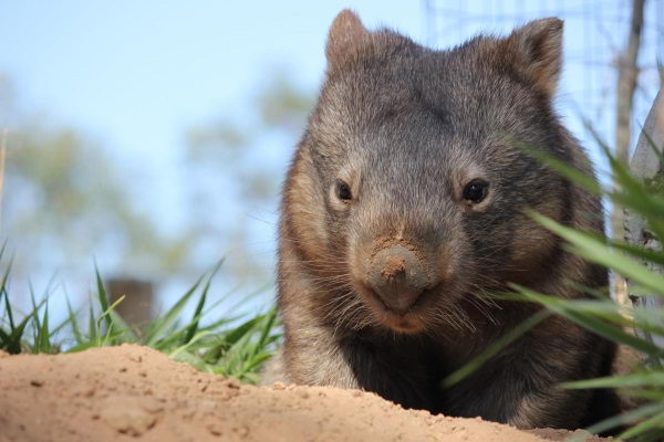 Wombat Facts For Kids | Expert Diggers