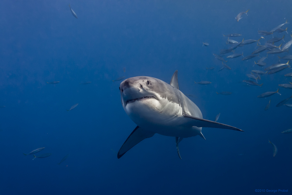 How Fast Can Sharks Swim Sharks Speed