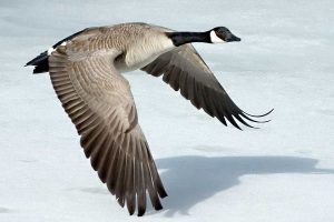 Canadian Geese Facts