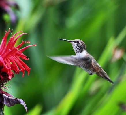 Bee hummingbird Courtesy: pixgood.com