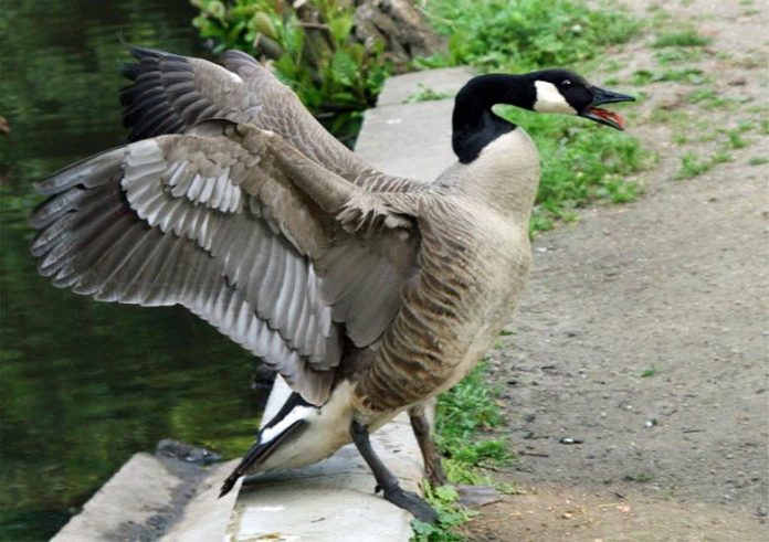 Canadian Geese Facts | Migratory Birds