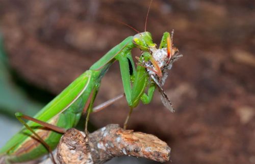 A praying mantis feeding on a butterfly