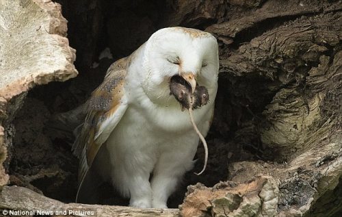 what do owls eat