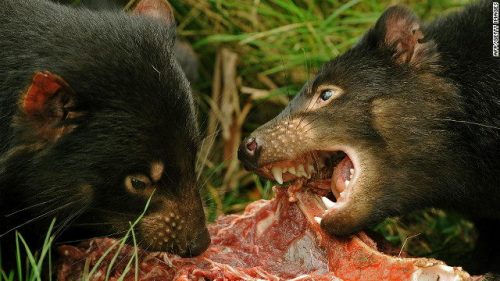 What Do Tasmanian Devils Eat | Tasmanian Devil’s Diet