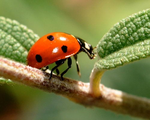 what-do-ladybirds-eat-ladybugs-feeding-behavior-and-diet