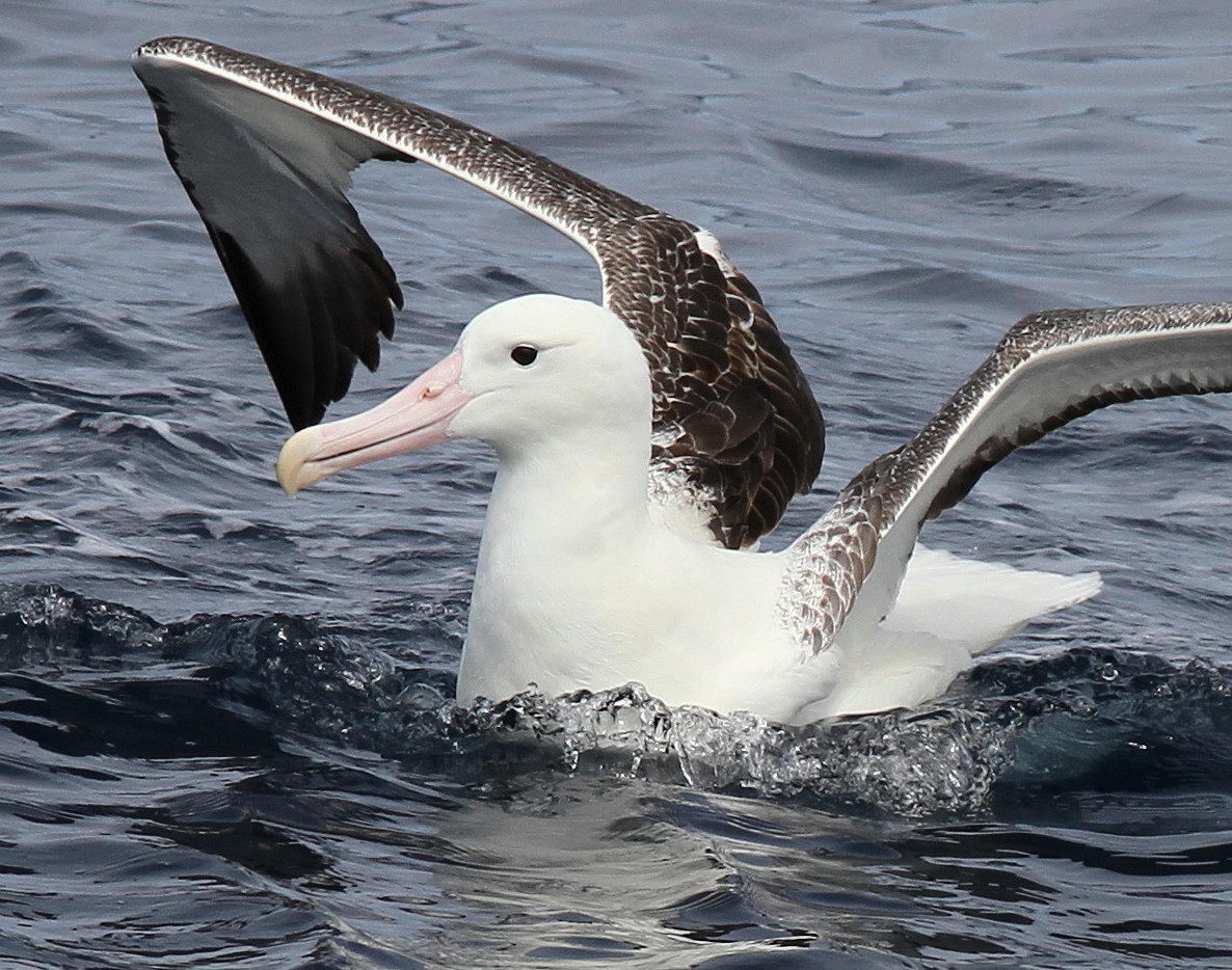 albatross - Animals Time
