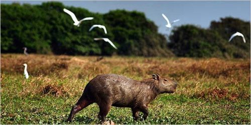 Capybara in Venezuela. Courtesy www.nytimes.com