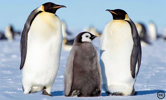 What Do Emperor Penguins Eat | Emperor Penguins Feeding Behavior