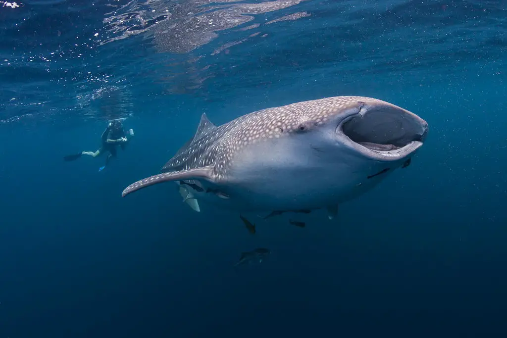 Where Do Whale Sharks Live | Distribution and Habitat