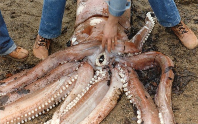 giant-squid-facts-anatomy-diet-habitat-distribution