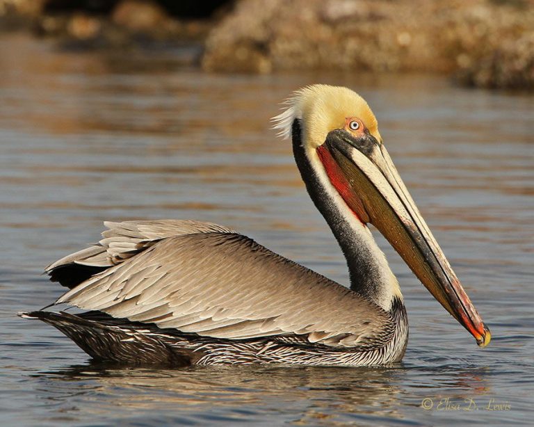 Brown Pelican Facts Anatomy Diet Habitat Behavior