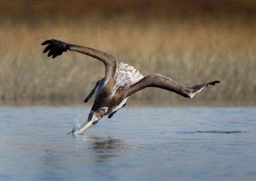 Brown Pelican Facts Anatomy Diet Habitat Behavior