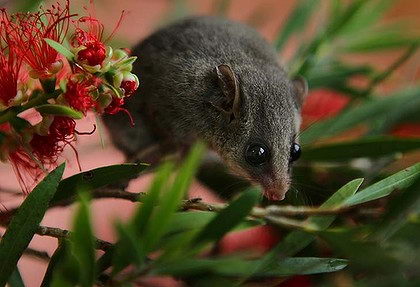 Mountain Pygmy Possum © endangeredanimalsaustralia.weebly.com