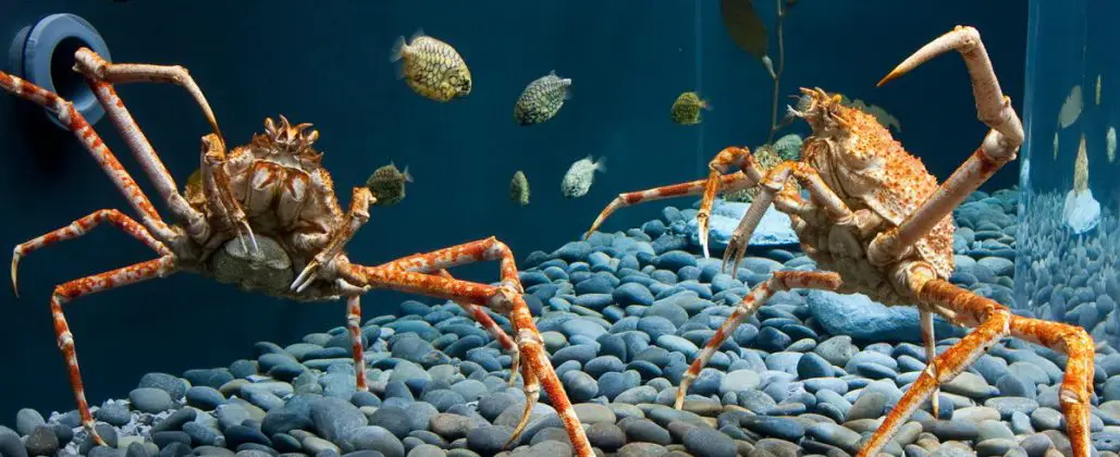 Japanese Spider Crab Facts | Anatomy, Diet, Behavior Habitat