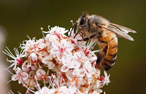 Africanized Honey Bee