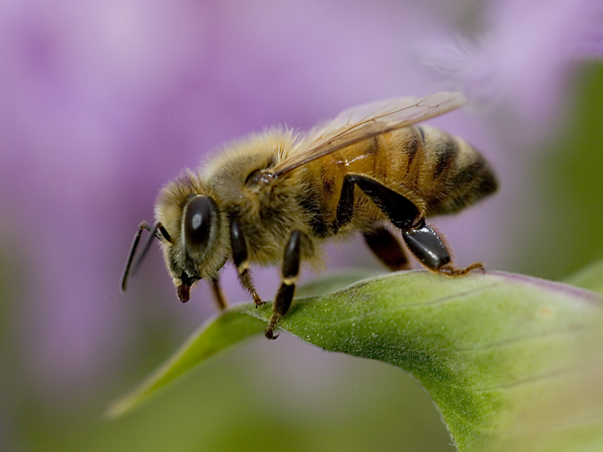 Africanized Honey Bee Facts | Anatomy, Diet, Habitat, Behavior - Animals Time