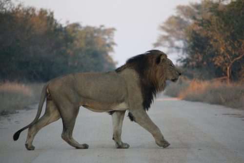 types of lions