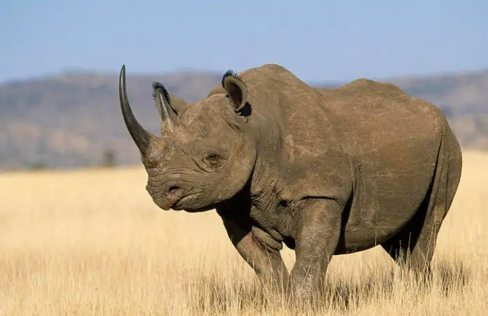 Black Rhino Facts | Anatomy, Diet, Habitat, Behavior - Animals Time