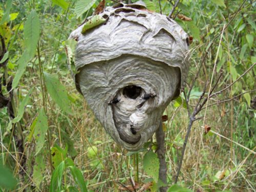 bald faced hornet