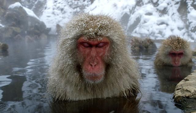 Japanese Macaque Facts | Anatomy, Diet, Habitat, Behavior - Animals Time