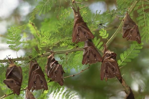Little Brown Bat Facts | Anatomy, Diet, Habitat, Behavior - Animals Time