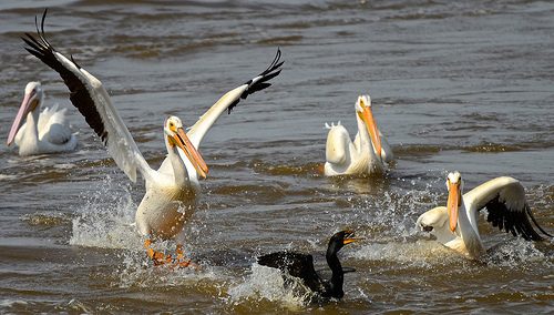 what do pelicans eat