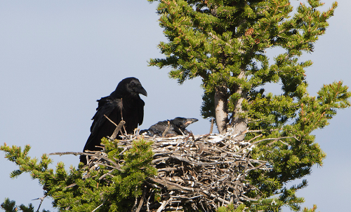 raven bird facts