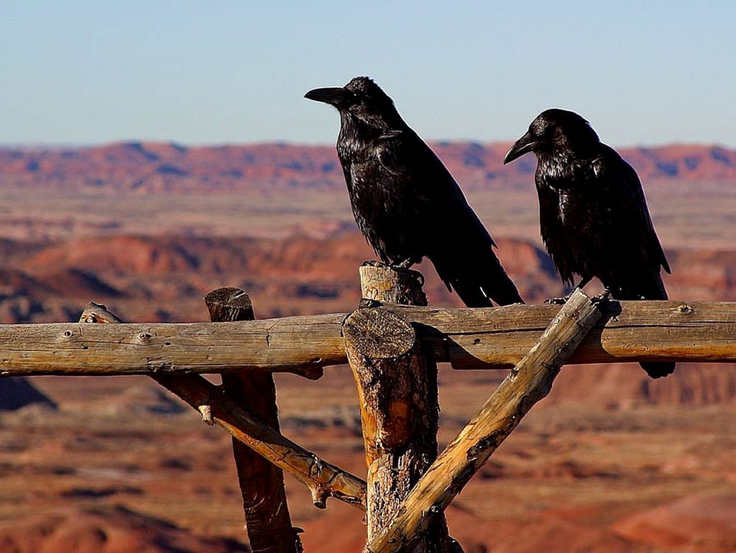 What Do Ravens Eat in the Wild Ravens Feeding Behavior & Diet