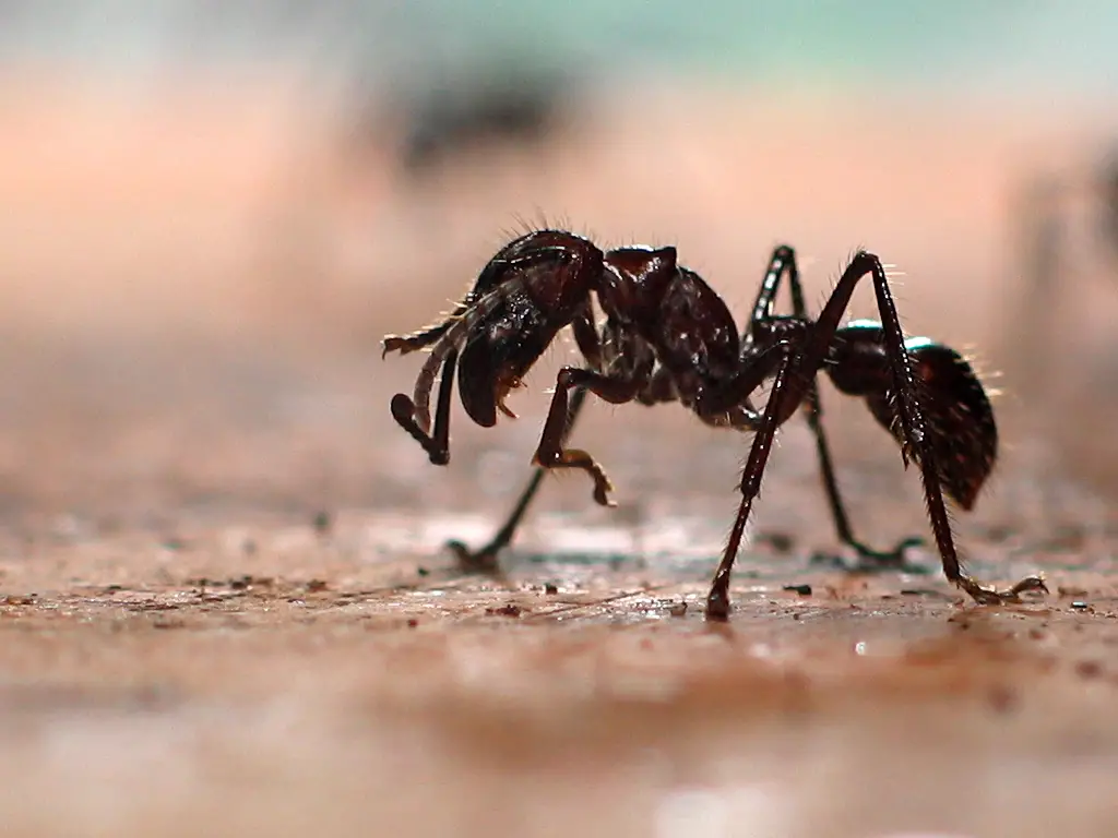 Bullet Ant Facts | Anatomy, Diet, Habitat, Behavior1024 x 768