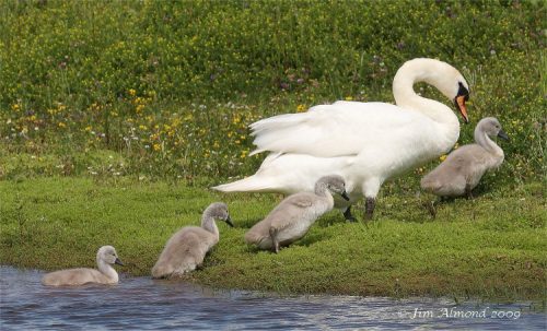 Mute Swan followed by cygnets ©shropshirebirder.co.uk