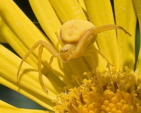 crab spider facts