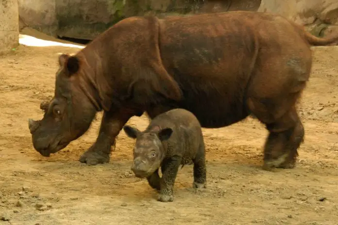 Sumatran Rhino Facts | Anatomy, Diet, Habitat, Behavior - Animals Time