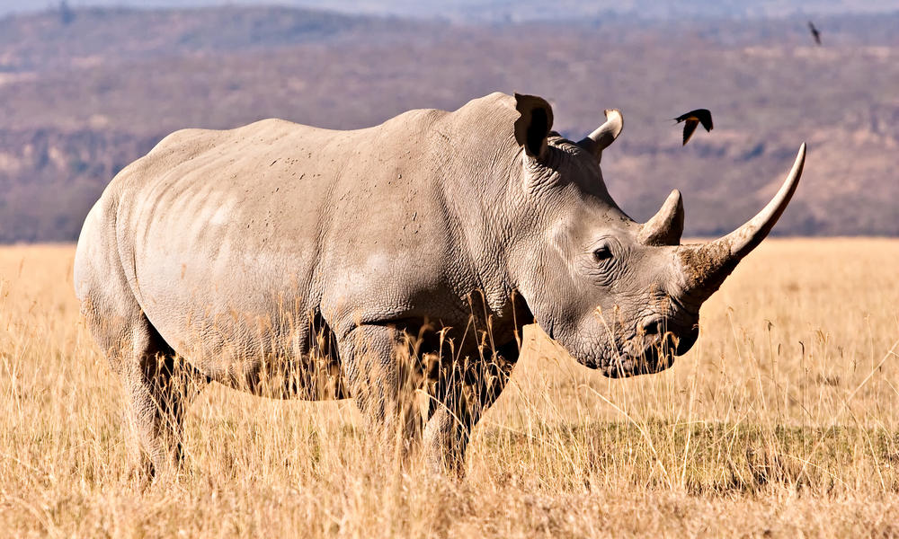 White Rhino Facts | Anatomy, Diet, Habitat, Behavior - Animals Time