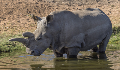 white rhino facts