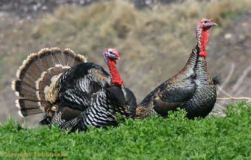 Wild Turkeys ©www.utahbirds.org