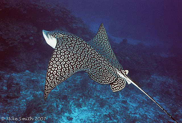 file-spotted-eagle-ray-aetobatus-narinari-2-jpg-wikipedia