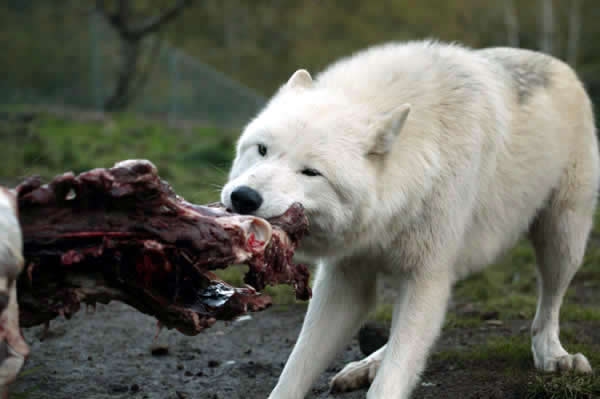 http://animalstime.com/wp-content/uploads/2015/12/arctic-wolf-1.jpg