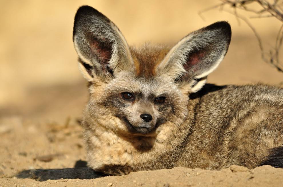 Bat Eared Fox Facts Anatomy Diet Habitat Behavior Animals Time