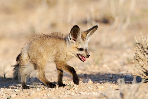 Bat Eared Fox ©wildscenics.photoshelter.com 