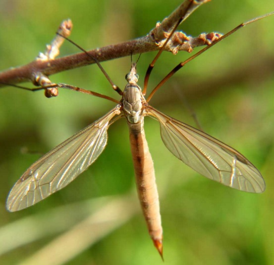 Crane Fly Facts | Anatomy, Diet, Habitat, Reproduction - Animals Time