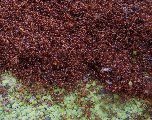 fire ants facts