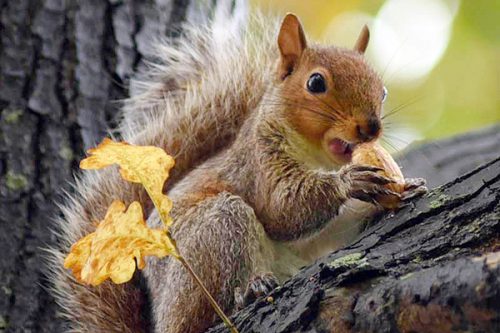Fox Squirrel Diet In Captivity