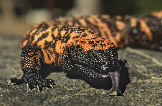 gila monster rc car