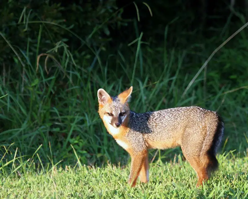 Gray Fox Facts Anatomy, Diet, Habitat, Behavior