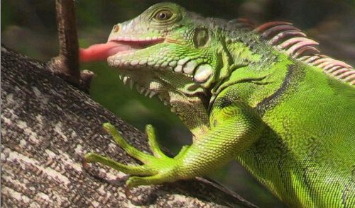 green iguana facts