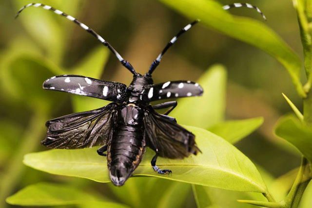 habitat horned beetle Asian long