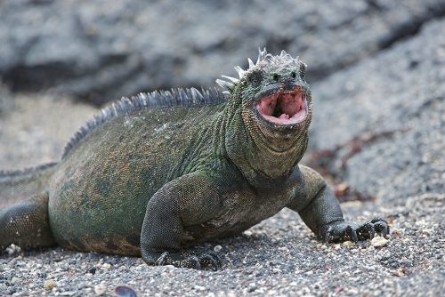 Marine Iguana Facts | Anatomy, Diet, Habitat, Behavior - Animals Time