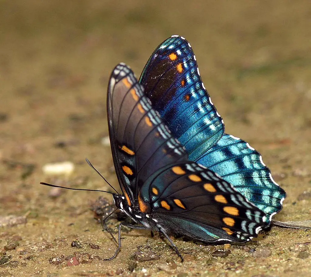 Red Spotted Purple Butterfly Facts | Anatomy, Range, Lifecycle - Animals Time1024 x 912